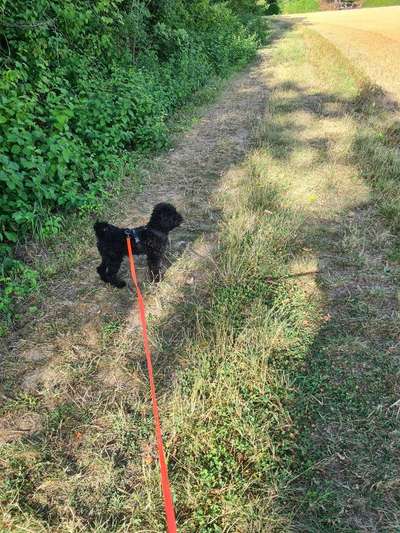 Alles rund um den Pudel-Beitrag-Bild