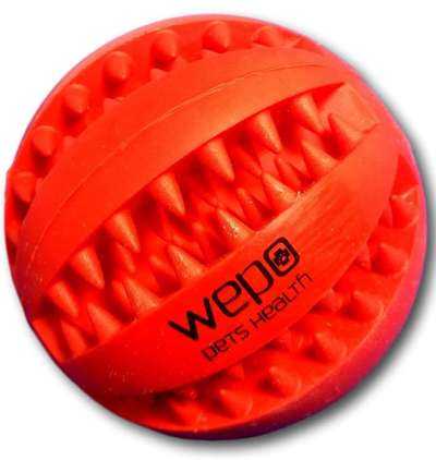 Alles rund um den Pudel-Beitrag-Bild