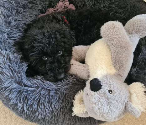 Zeigt her eure Pudel-Beitrag-Bild