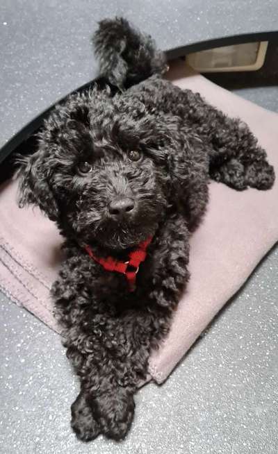 Zeigt her eure Pudel und Pudelmischlinge (:-Beitrag-Bild