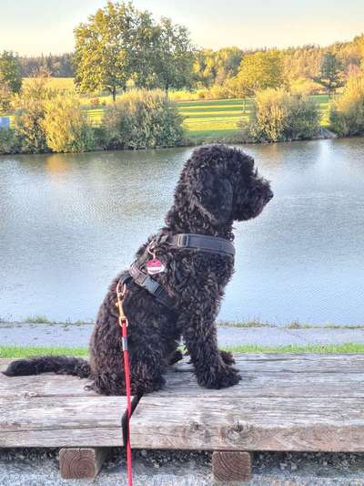 Alles rund um den Pudel-Beitrag-Bild