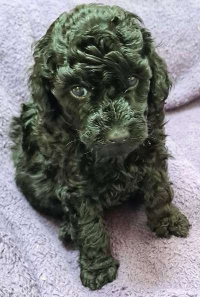 Alles rund um den Pudel-Beitrag-Bild