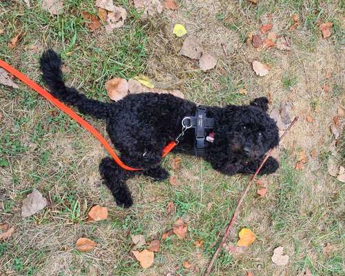 Alles rund um den Pudel-Beitrag-Bild