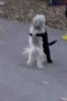 Fotosammlung: ,,Der natürliche Hund" Unbearbeitet, ungestellt und in Natura-Beitrag-Bild