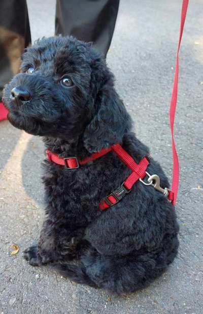 Alles rund um den Pudel-Beitrag-Bild