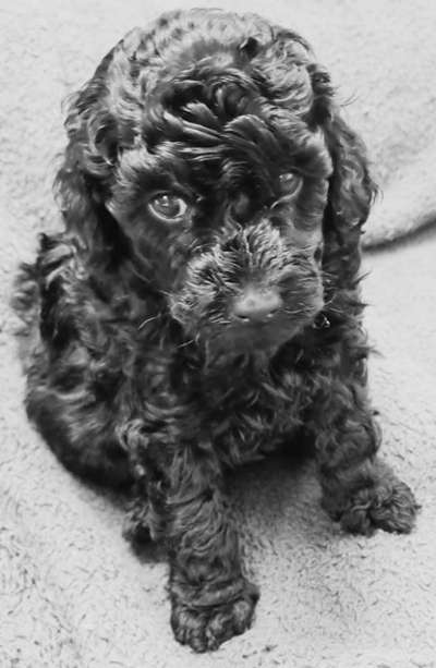 Zeigt her eure Pudel und Pudelmischlinge (:-Beitrag-Bild