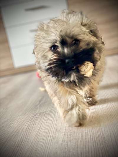 Dogorama Photo Challenge - Hundeblick zum hinschmelzen-Beitrag-Bild