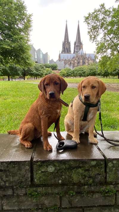 Die Dogorama Wochen Challenge "Friends will be Friends"-Beitrag-Bild