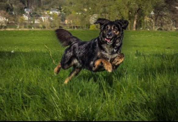 Die Dogorama Kalender Challenge Titelbild-Beitrag-Bild