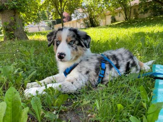 Welpen Bilder !-Beitrag-Bild