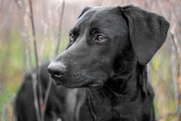 Dein Hund im Dogorama-Kalender 2021-Beitrag-Bild