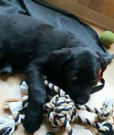 Welpen Bilder !-Beitrag-Bild