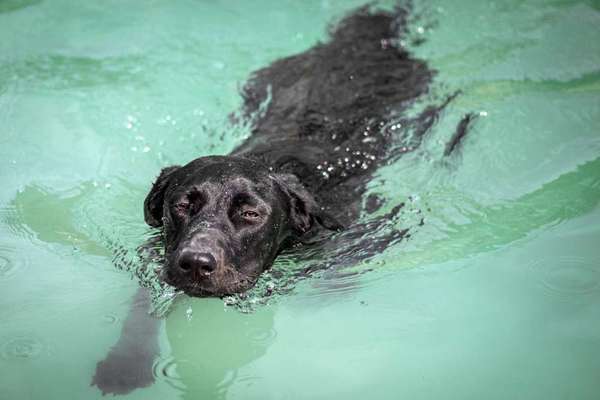 Dein Hund im Dogorama-Kalender 2021-Beitrag-Bild
