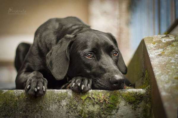 Foto's und Hundemodels-Beitrag-Bild