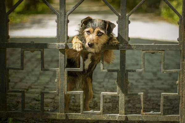 Foto's und Hundemodels-Beitrag-Bild