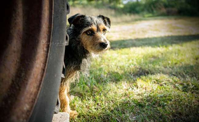 Dein Hund im Dogorama-Kalender 2021-Beitrag-Bild