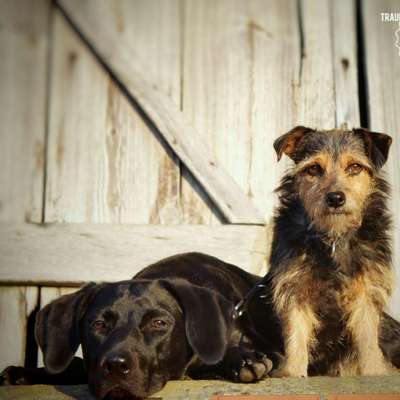 Hundetreffen-Spiel- oder Gassirunde Greven-Bild