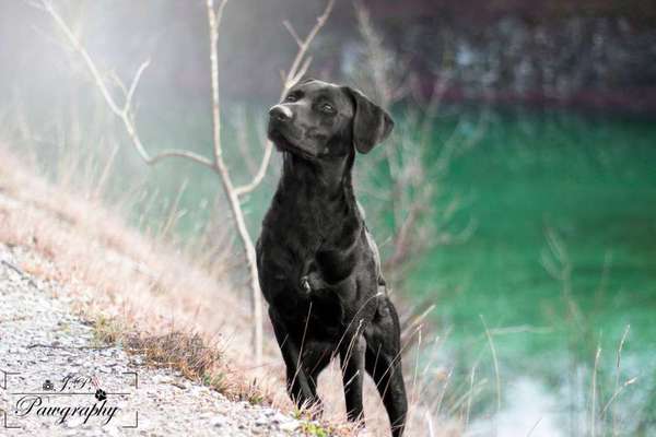 Dein Hund im Dogorama-Kalender 2021-Beitrag-Bild