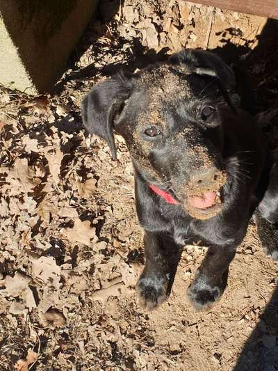 Welpen Bilder !-Beitrag-Bild