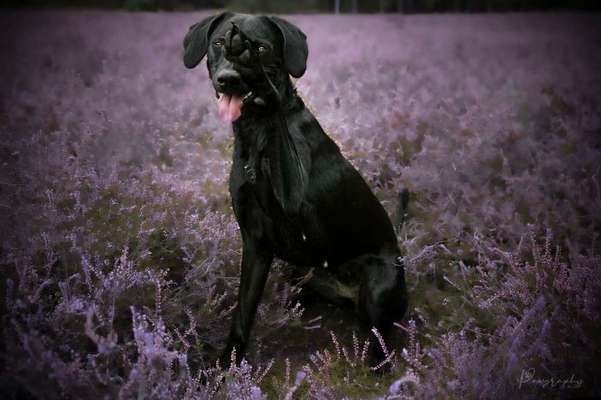 Foto's und Hundemodels-Beitrag-Bild