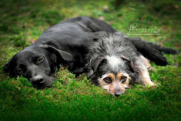 Mehrere Hunde zuhause !-Beitrag-Bild