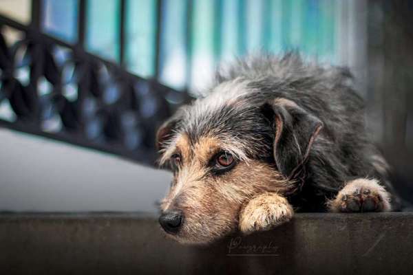 Dein Hund im Dogorama-Kalender 2021-Beitrag-Bild