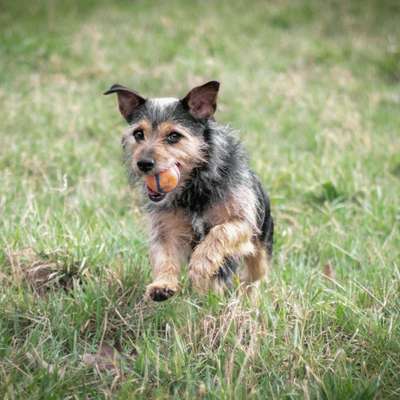 Dein Hund im Dogorama-Kalender 2021-Beitrag-Bild