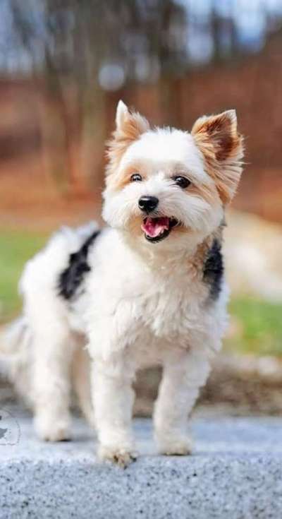 Foto's und Hundemodels-Beitrag-Bild