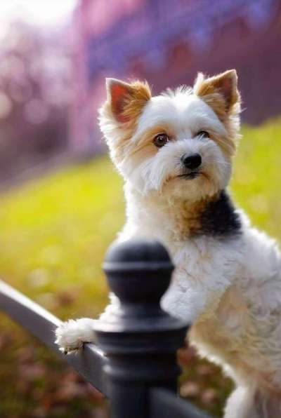 Foto's und Hundemodels-Beitrag-Bild