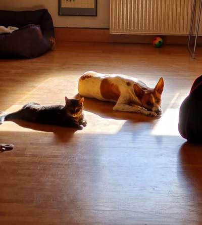 Windhunde - Treffen der besonderen Schönheiten
HERZLICH WILLKOMMEN-Beitrag-Bild