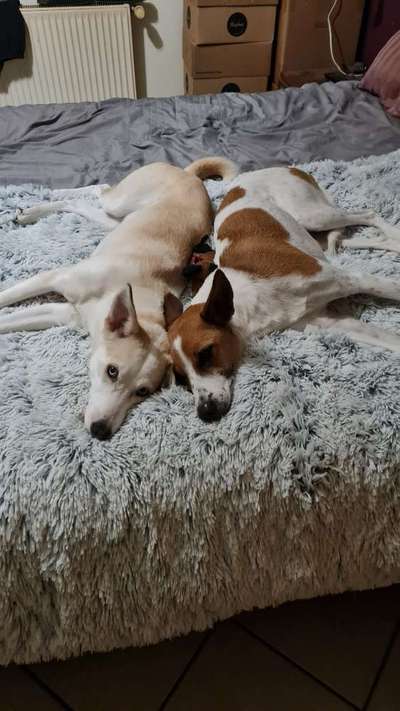 Windhunde - Treffen der besonderen Schönheiten
HERZLICH WILLKOMMEN-Beitrag-Bild