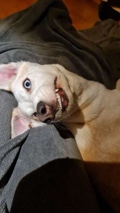 Windhunde - Treffen der besonderen Schönheiten
HERZLICH WILLKOMMEN-Beitrag-Bild