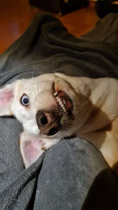 Windhunde - Treffen der besonderen Schönheiten
HERZLICH WILLKOMMEN-Beitrag-Bild