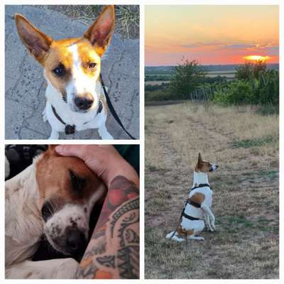 TierschutzhundeStammtisch🐕-Beitrag-Bild