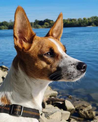 Windhunde - Treffen der besonderen Schönheiten
HERZLICH WILLKOMMEN-Beitrag-Bild