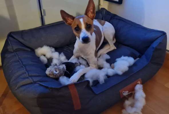 Windhunde - Treffen der besonderen Schönheiten
HERZLICH WILLKOMMEN-Beitrag-Bild