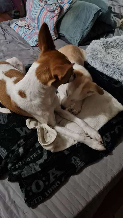 Wer von euch hat mindestens 2 Hündinnen Zuhause?-Beitrag-Bild