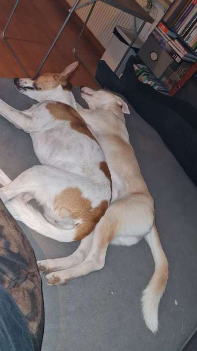 Windhunde - Treffen der besonderen Schönheiten
HERZLICH WILLKOMMEN-Beitrag-Bild