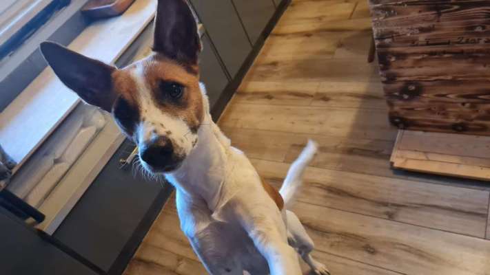 Auslandstierschutz-Beitrag-Bild