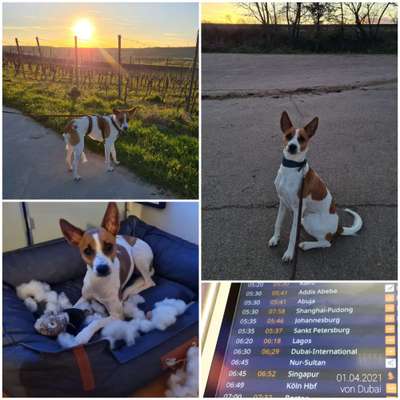 Auslandstierschutz-Beitrag-Bild