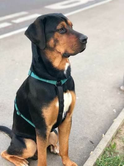 Die Dogorama Kalender Challenge Titelbild-Beitrag-Bild