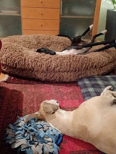 Windhunde - Treffen der besonderen Schönheiten
HERZLICH WILLKOMMEN-Beitrag-Bild