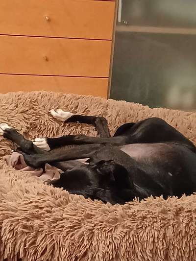 Windhunde - Treffen der besonderen Schönheiten
HERZLICH WILLKOMMEN-Beitrag-Bild