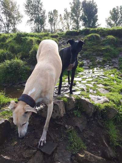Windhunde - Treffen der besonderen Schönheiten
HERZLICH WILLKOMMEN-Beitrag-Bild
