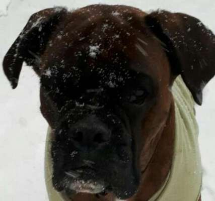 Cesar Milan - Pro und Contra-Beitrag-Bild