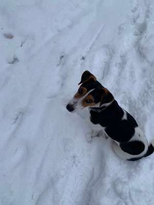 Hundetreffen-Welpen Treffen in Freystadt-Bild