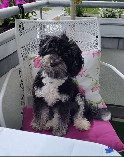 Maltipoo Freunde-Beitrag-Bild