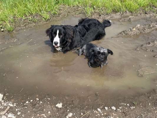 Dogorama Photo Challenge - Die besten Hundebuddys-Beitrag-Bild