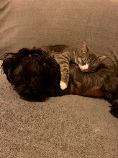 Dogorama Photo Challenge - Be my valentine-Beitrag-Bild