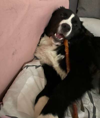 Berner Sennen-Beitrag-Bild